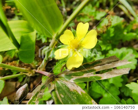 yellow flower of thicket strawberry 106140750