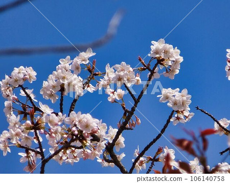 白色閃亮的櫻花 106140758