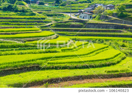 Sayo Town, Hyogo Prefecture: Midsummer Otookidani Terraced Rice Fields Sayo Town, Hyogo Prefecture: Midsummer Otookidani Terraced Rice Fields 106140823