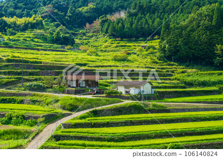 Sayo Town, Hyogo Prefecture: Midsummer Otookidani Terraced Rice Fields 106140824