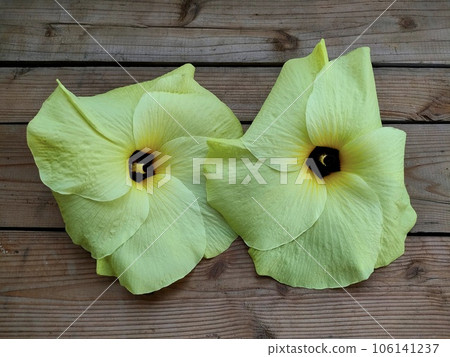Flower Okra 106141237