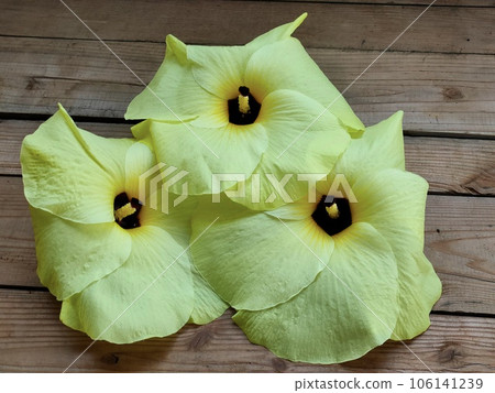 Flower Okra Flower Okra 106141239