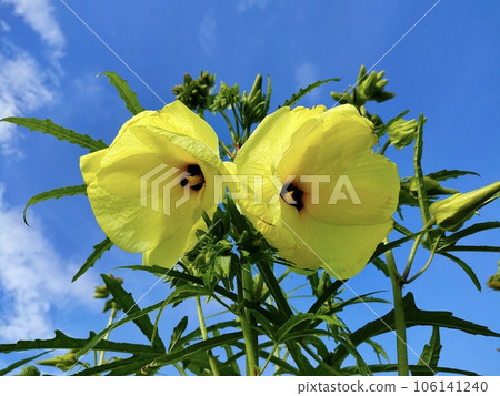 花秋葵 花秋葵 106141240