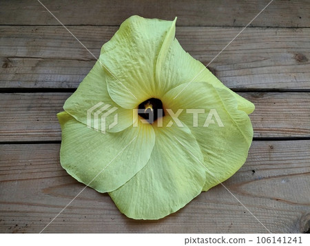 Flower Okra Flower Okra 106141241