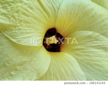 Flower Okra Flower Okra 106141243