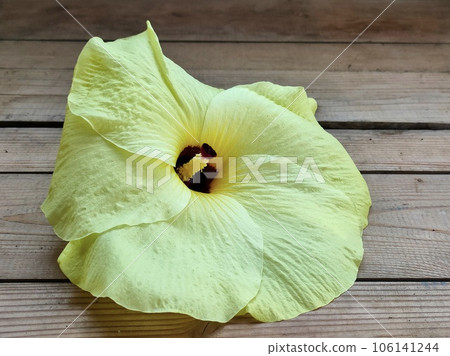 Flower Okra Flower Okra 106141244