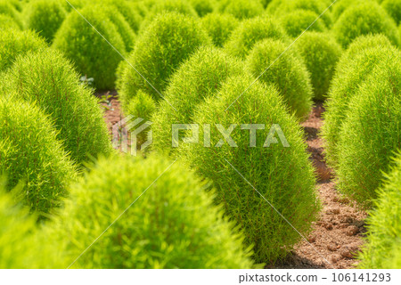 Kochia at Sera Kogen Farm, Kamu no Sato Kochia at Sera Kogen Farm, Kamu no Sato 106141293