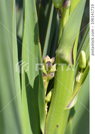 Spanish dagger Spanish dagger 106141719