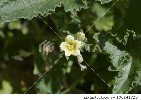 Squirting cucumber Squirting cucumber 106141720