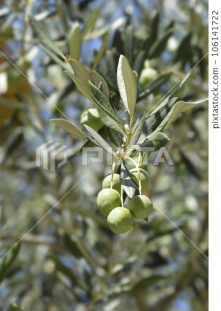 Common olive Common olive 106141722