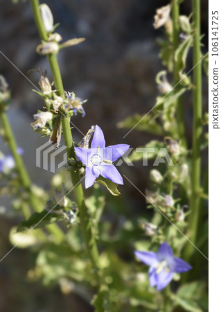 Chimney bellflower Chimney bellflower 106141725