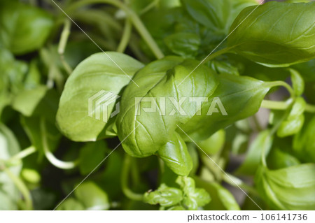 Common basil 106141736