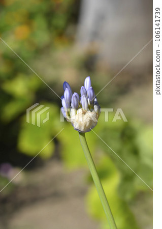 African Lily African Lily 106141739