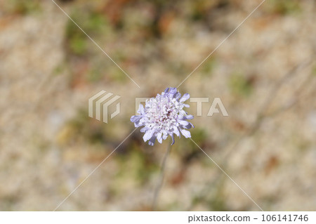 Dove scabious Dove scabious 106141746