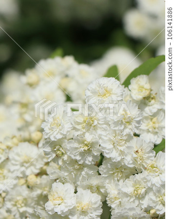Yae-Kodomari花 Yae-Kodomari花 106141886