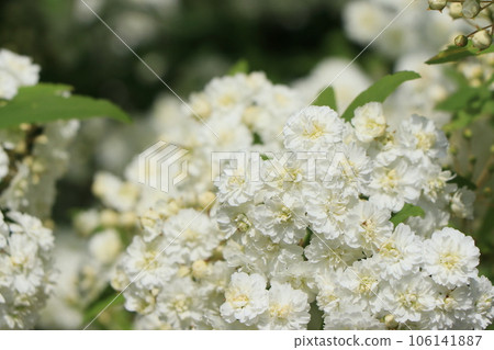 Yae-Kodomari Flower 106141887