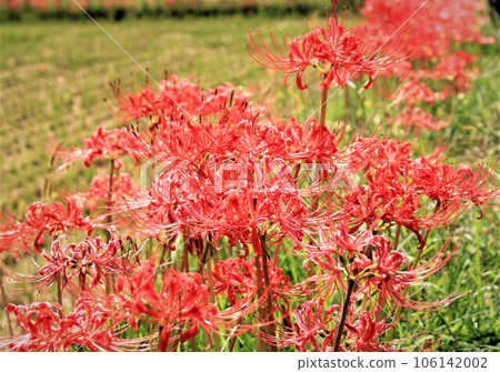 Higanbana field Higanbana field 106142002