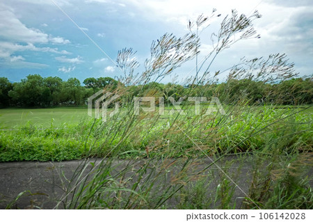 tree swaying in strong wind 106142028