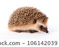 Cute adult hedgehog isolated on white background 106142039