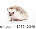 Cute adult hedgehog isolated on white background 106142040