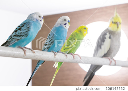 [Pets] Budgerigars and cockatiels gather in the bathroom 106142332