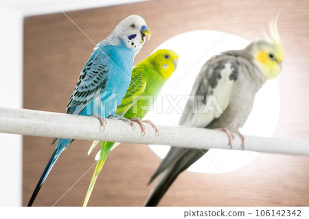 [寵物]虎皮鸚鵡和玄鳳鸚鵡聚集在浴室 106142342