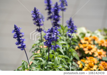 漂亮的紫色薰衣草花 106142439