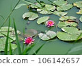 Two bright pink water lilies blooming on the water surface 106142657