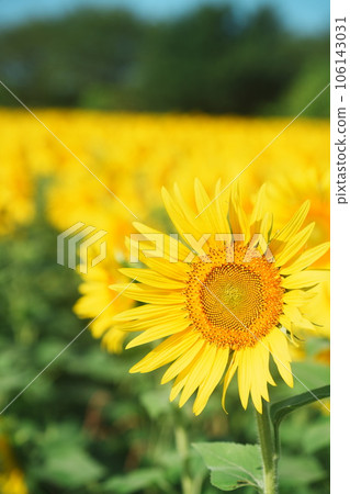 開花往太陽的向日葵 開花往太陽的向日葵 106143031
