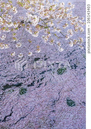 Spring scenery in Tohoku Hirosaki Castle's outer moat flower rafts 106143403