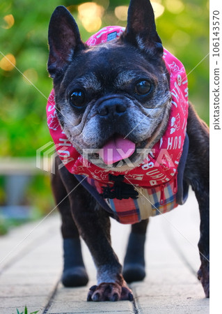 French bulldog and summer morning walk French bulldog and summer morning walk 106143570