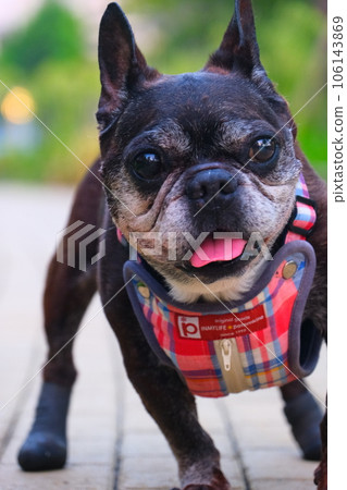 French bulldog and summer morning walk French bulldog and summer morning walk 106143869