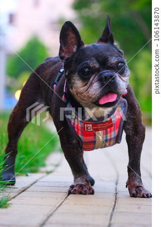 French bulldog and summer morning walk French bulldog and summer morning walk 106143870