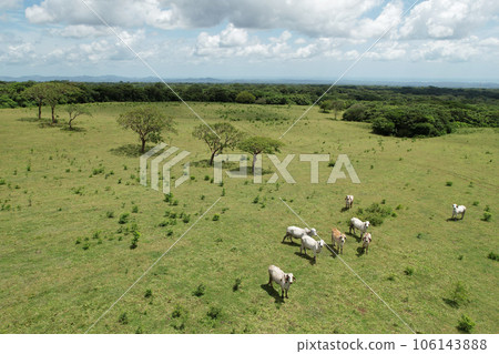 Group of white cows on green meadow 106143888
