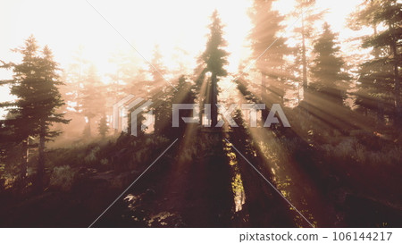 Magic dark Autumn forest scenery with rays of warm light Magic dark Autumn forest scenery with rays of warm light 106144217
