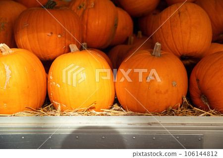 Pile of many ripe orange bright pumpkins on trailer cart against straw hay at pumpkin farm yard. Halloween thanksgiving celebration symbol plant. Country rustic squash autumn background Pile of many ripe orange bright pumpkins on trailer cart against straw hay at pumpkin farm yard. Halloween thanksgiving celebration symbol plant. Country rustic squash autumn background 106144812