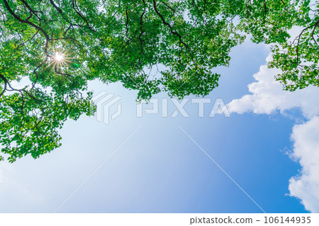 Sky and trees background material 106144935