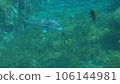 Juvenile parrot fish and black sea bream 106144981