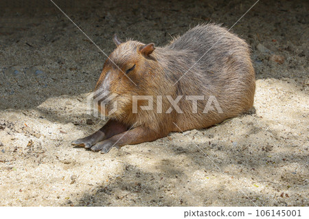 The Capybara giant rat is cute animal in garden 106145001