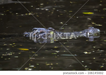 Close up head crocodile is show head in river 106145002