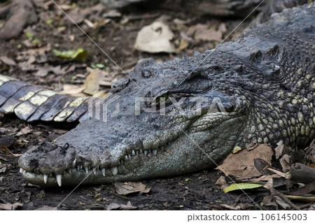 The thai crocodile rest on the garden 106145003