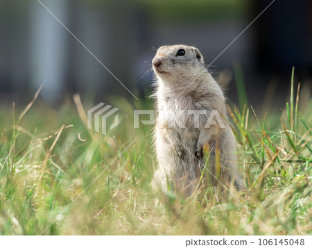 Prairie dog looking at a camera on a grassy field Prairie dog looking at a camera on a grassy field 106145048