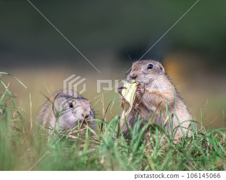 Prairie dog is eating a cabbage leaf holding it in its front paws 106145066