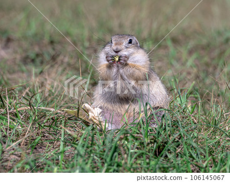 Prairie dog is eating a cabbage leaf holding it in its front paws 106145067