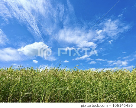 Summer blue sky and rice Summer blue sky and rice 106145486