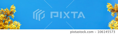 Wide autumn banner. Blue background with sunlit fall oak yellow gold leaves on the edges. Copy space Wide autumn banner. Blue background with sunlit fall oak yellow gold leaves on the edges. Copy space 106145573