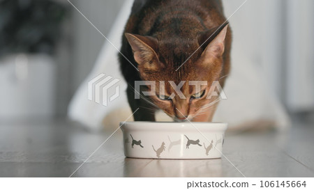 Red Abyssinian cat go out from pets house for evening dinner. Kitten eating dry granules food from bowl on the floor, having good appetites. Lovely little best friends. Close up shot. Slow motion, 4K Red Abyssinian cat go out from pets house for evening dinner. Kitten eating dry granules food from bowl on the floor, having good appetites. Lovely little best friends. Close up shot. Slow motion, 4K 106145664