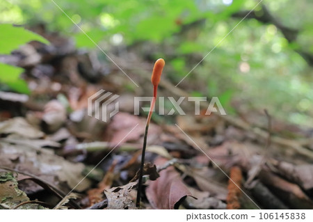 冬蟲夏草 106145838