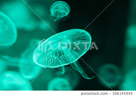 Jellyfish swimming in the water 106145845