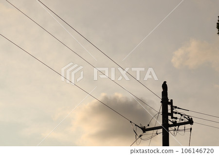 一隻鳥的影子棲息在電線桿上 一隻鳥的影子棲息在電線桿上 106146720